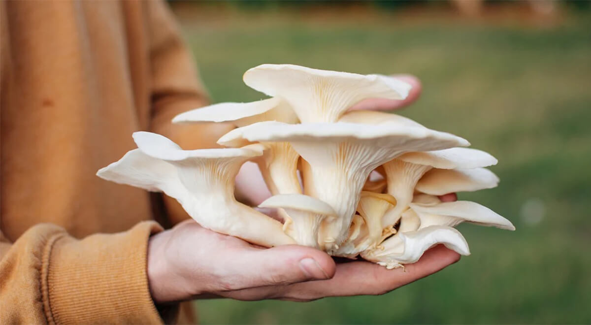 Photograph of hands holding a large cluster of oystere mushrooms.