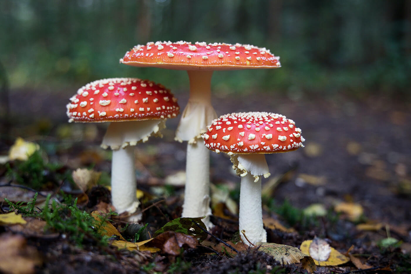 Photograph of three red and white toadstool mushrooms growing out of the forest floor