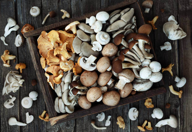 Photograph of various different species of mushrooms.
